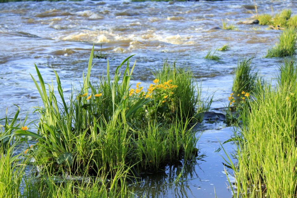 A bed of reeds summer nature