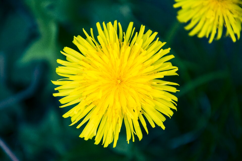 Flowers in the spring of the nature of the