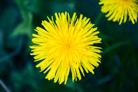 Flowers in the spring of the nature of the