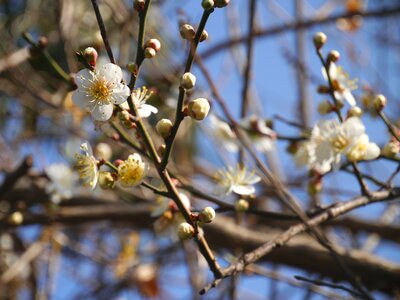 Spring white huang