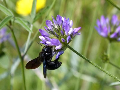 Black bumblebee flower libar photo
