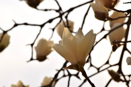 White magnolia nature spring