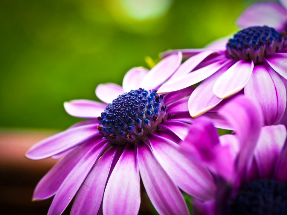 Flowers cape daisies nature