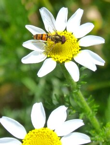 Insect false wasp daisy