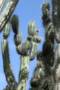 Prickly nature plant