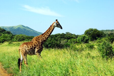 Huluwe savannah fauna