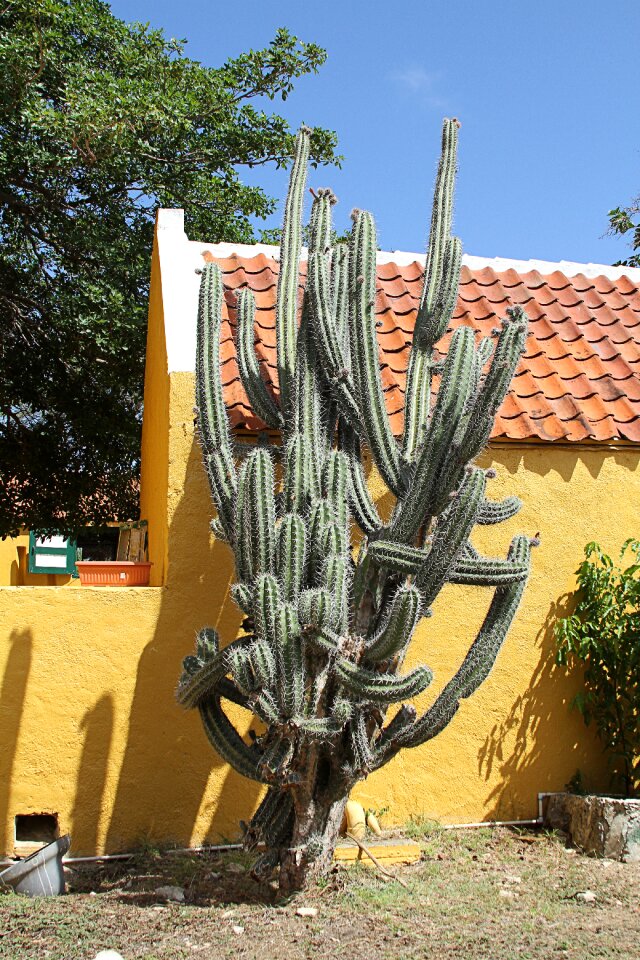 Prickly nature plant