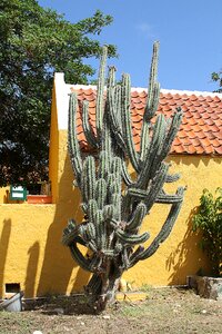 Prickly nature plant