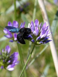 Black bumblebee flower libar