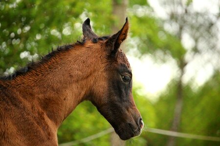 Brown mold thoroughbred arabian horse head photo