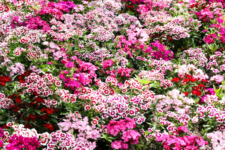 Flower bed cloves bloom