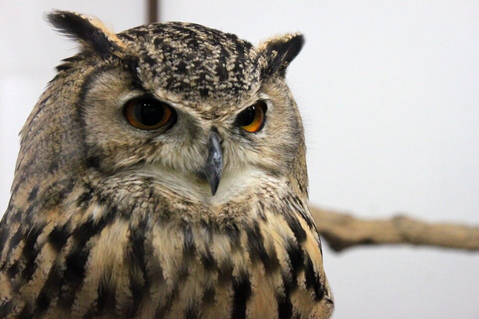 Kachoen bird owl