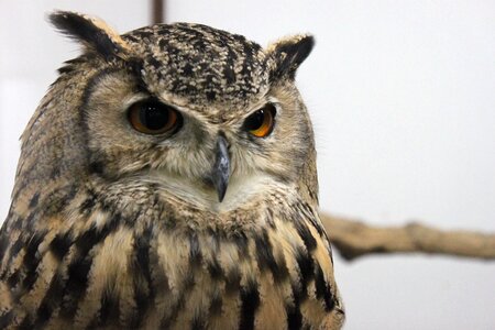 Kachoen bird owl photo