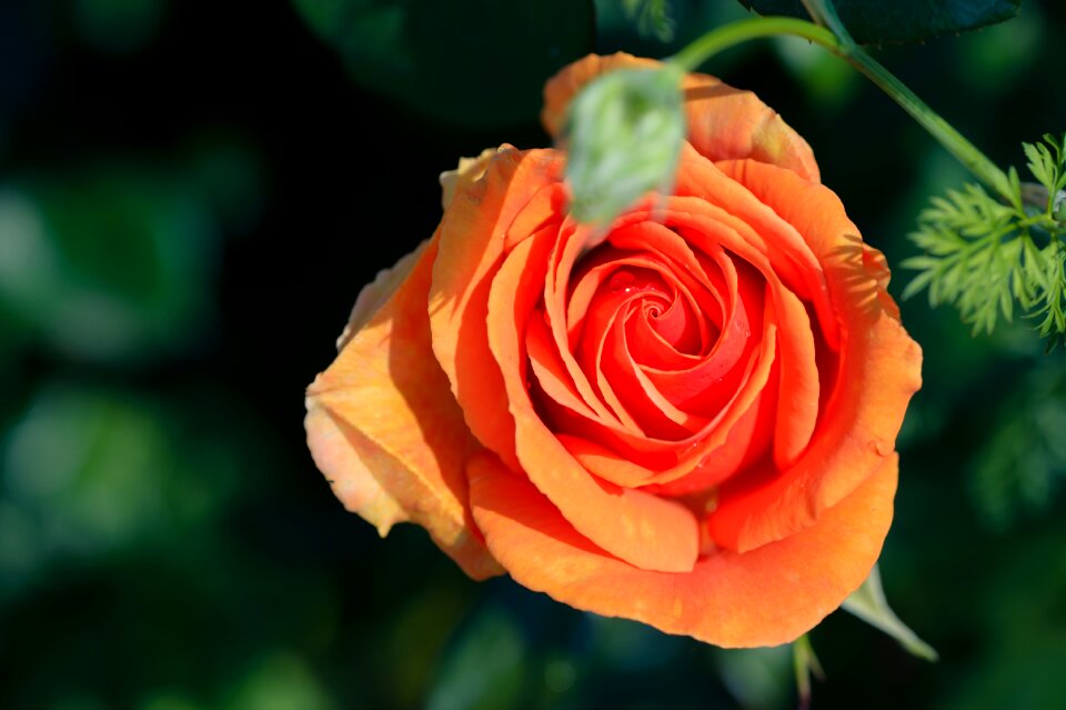 Flowers rose garden flower garden