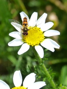 Insect false wasp daisy photo