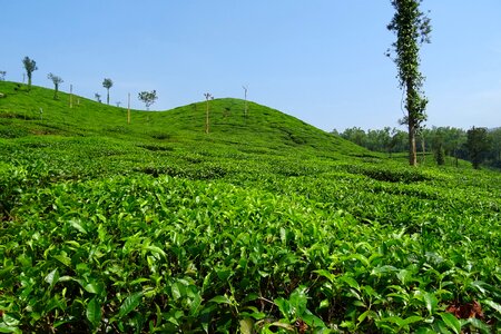 Plantation estate black pepper
