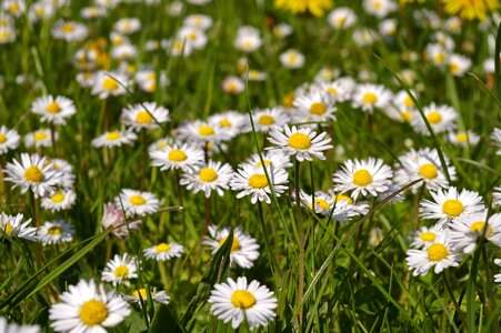 Flowers flower meadow signs of spring