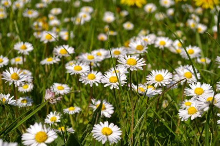 Flowers flower meadow signs of spring photo