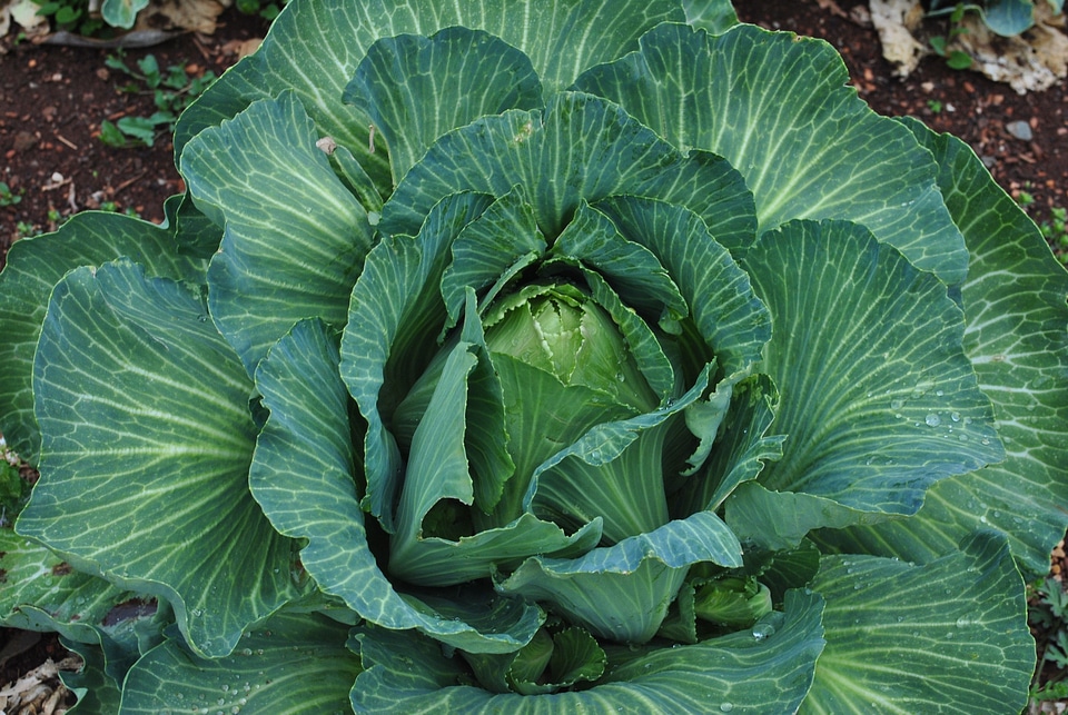 Healthy farm vegetable