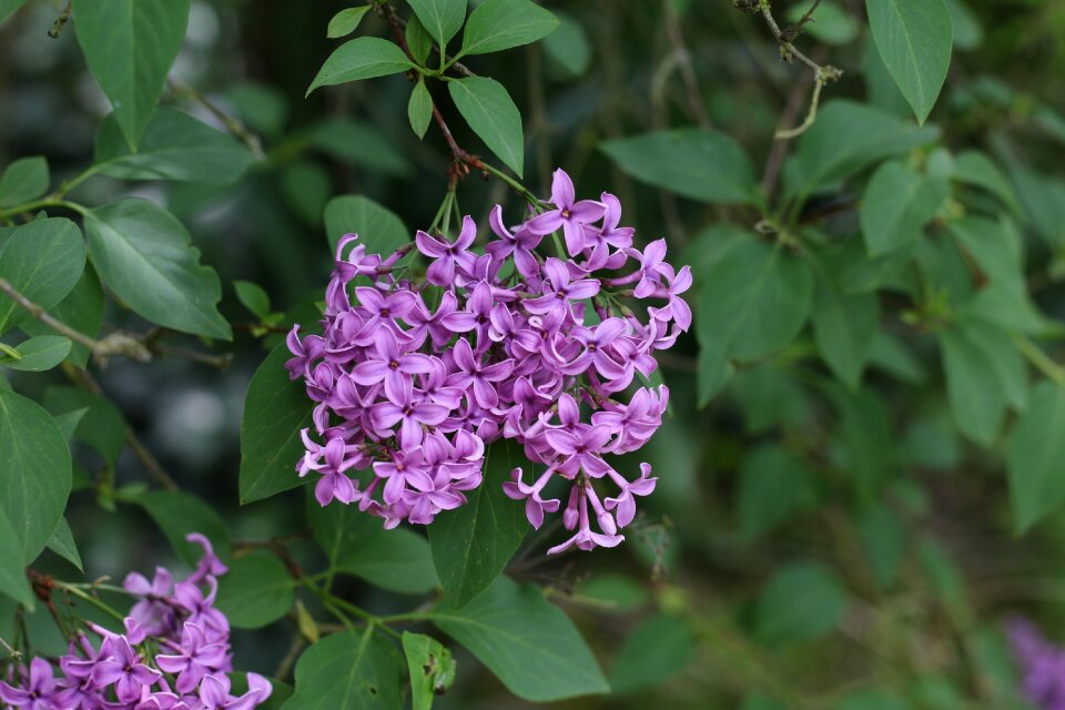 Flower spring garden