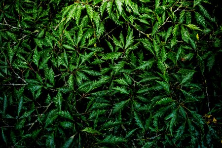 Green leaves nature
