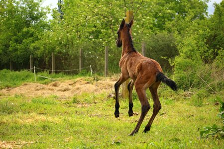 Suckling brown mold thoroughbred arabian photo