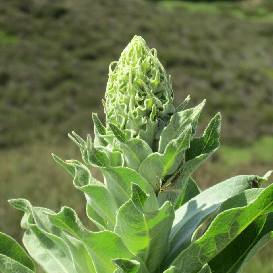 Plant nature dutch landscape