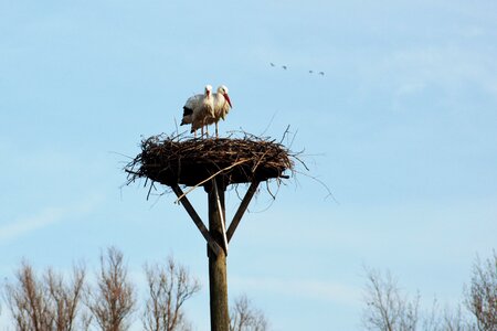 Stork nest bird
