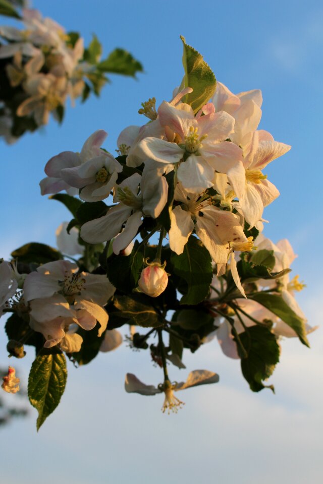 White spring fruit tree