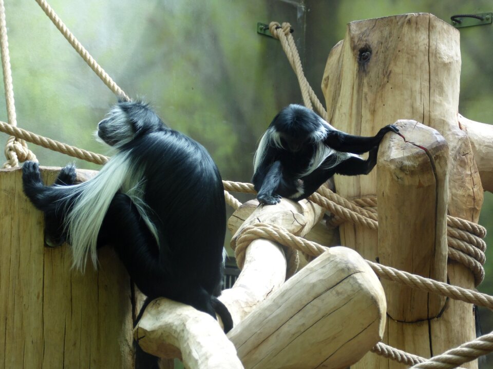 Fauna nature mammal
