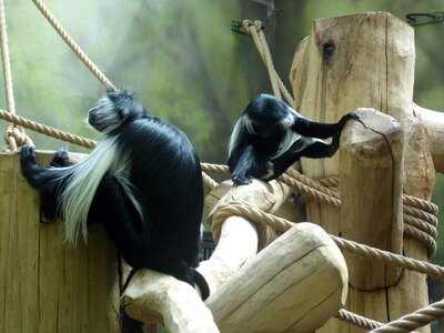 Fauna nature mammal