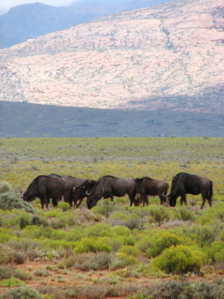 Animal buffalo grassland
