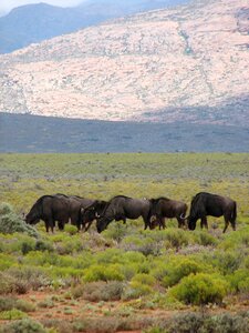 Animal buffalo grassland