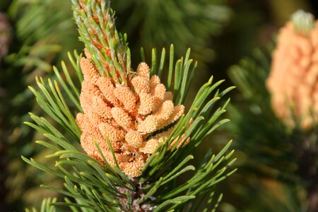 Tap pine branch immergrüner tree