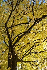 Fall color leaves yellow