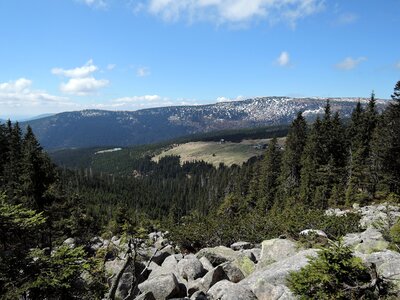 Stones spruces trees