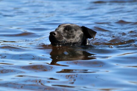 Black swim pet