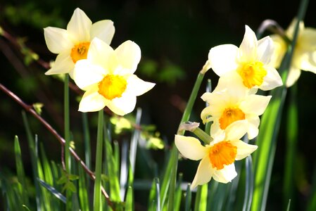 Bulbs flowers narcissus photo