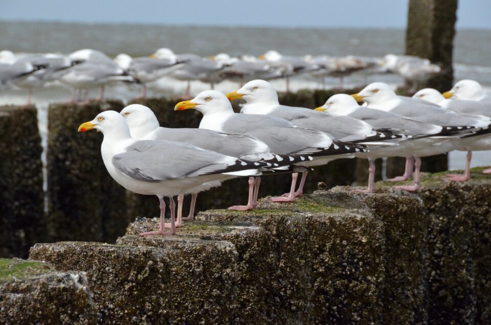 Seagulls sea zealand