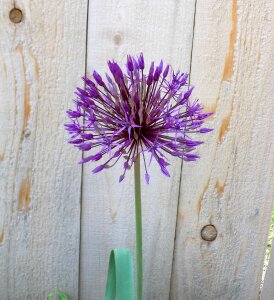 Globe purple perennial