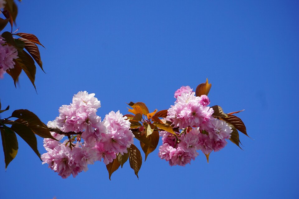 Nature flora flowering