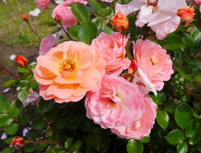 Salmon pink huang red