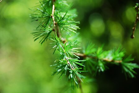 Needles close up european larch