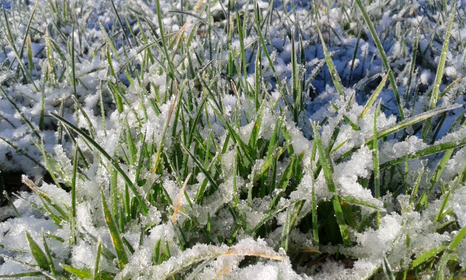 White nature garden
