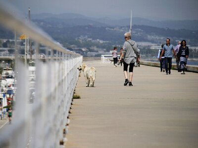 Dog animal people walking photo