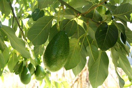 Growing leaf