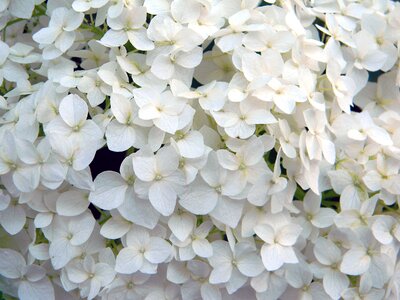 White hydrangea white plant