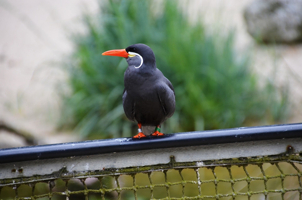 Larosterna bird animal