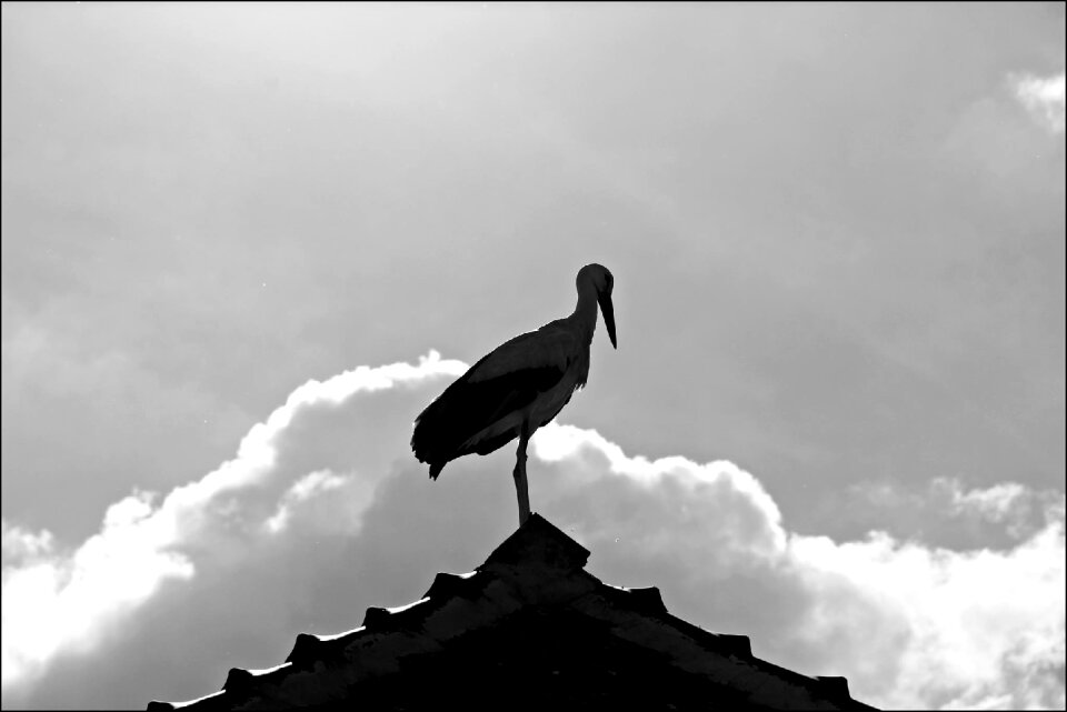 Against day animals nature
