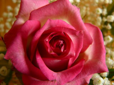 Nature rose blooms pink rose photo